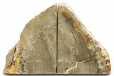 Petrified Wood (Tropical Hardwood) Bookends - Indonesia #275613-1